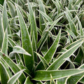 Close-up of dense, pointed green leaves with white edges on the Juicy Pineapple (Ananas comosus) from Wellspring Gardens. The sharp, spiky foliage, topped with glistening water droplets, evokes the freshness of a recently watered pineapple plant.