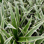 Close-up of dense, pointed green leaves with white edges on the Juicy Pineapple (Ananas comosus) from Wellspring Gardens. The sharp, spiky foliage, topped with glistening water droplets, evokes the freshness of a recently watered pineapple plant.
