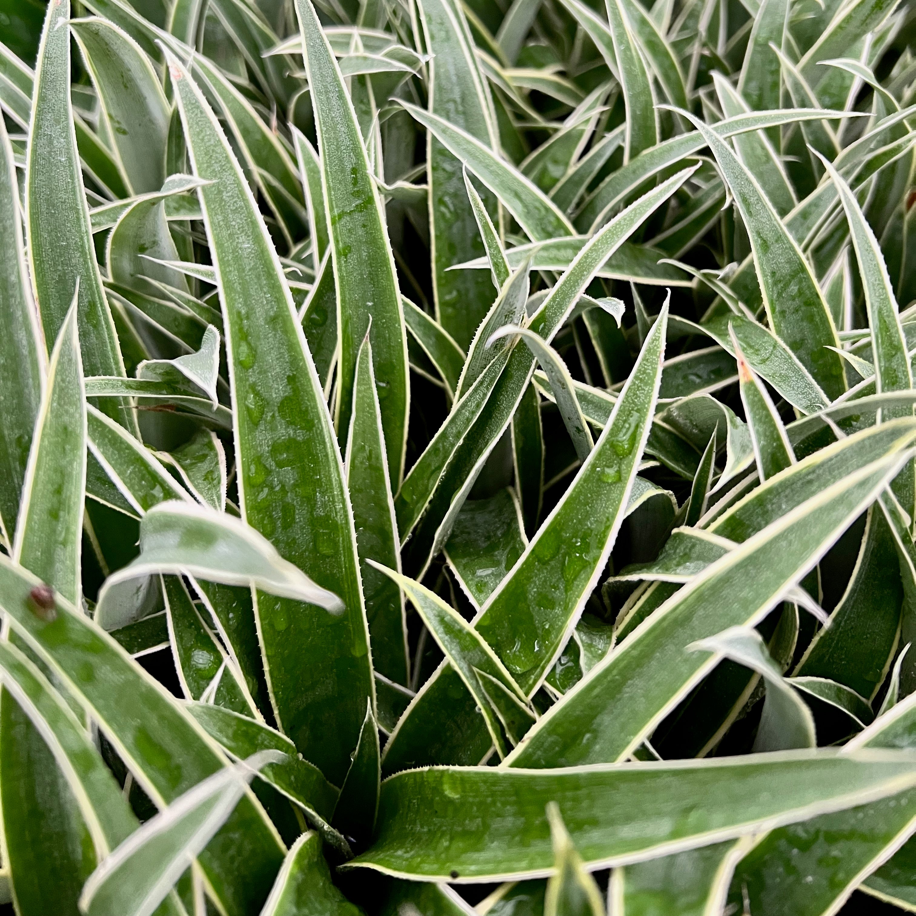 Close-up of dense, pointed green leaves with white edges on the Juicy Pineapple (Ananas comosus) from Wellspring Gardens. The sharp, spiky foliage, topped with glistening water droplets, evokes the freshness of a recently watered pineapple plant.