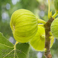 Close-up of green White Marseilles Fig (Ficus carica) fruit growing on a tree branch with a blurred green background. Text in the bottom left corner reads Wellspring Gardens.