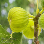 Close-up of green White Marseilles Fig (Ficus carica) fruit growing on a tree branch with a blurred green background. Text in the bottom left corner reads Wellspring Gardens.
