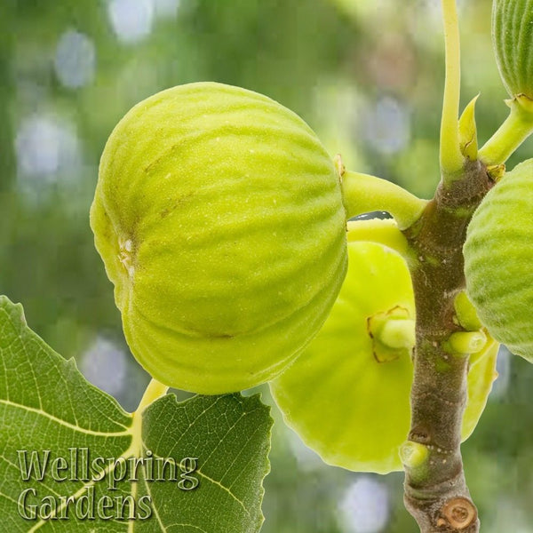 White Marseilles Fig - Ficus carica – Wellspring Gardens