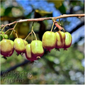 A cluster of small, green Hardy Male Kiwi (Actinidia arguta) fruit hangs from a branch with blurred green foliage in the background. The Wellspring Gardens brand name appears in the lower left corner.