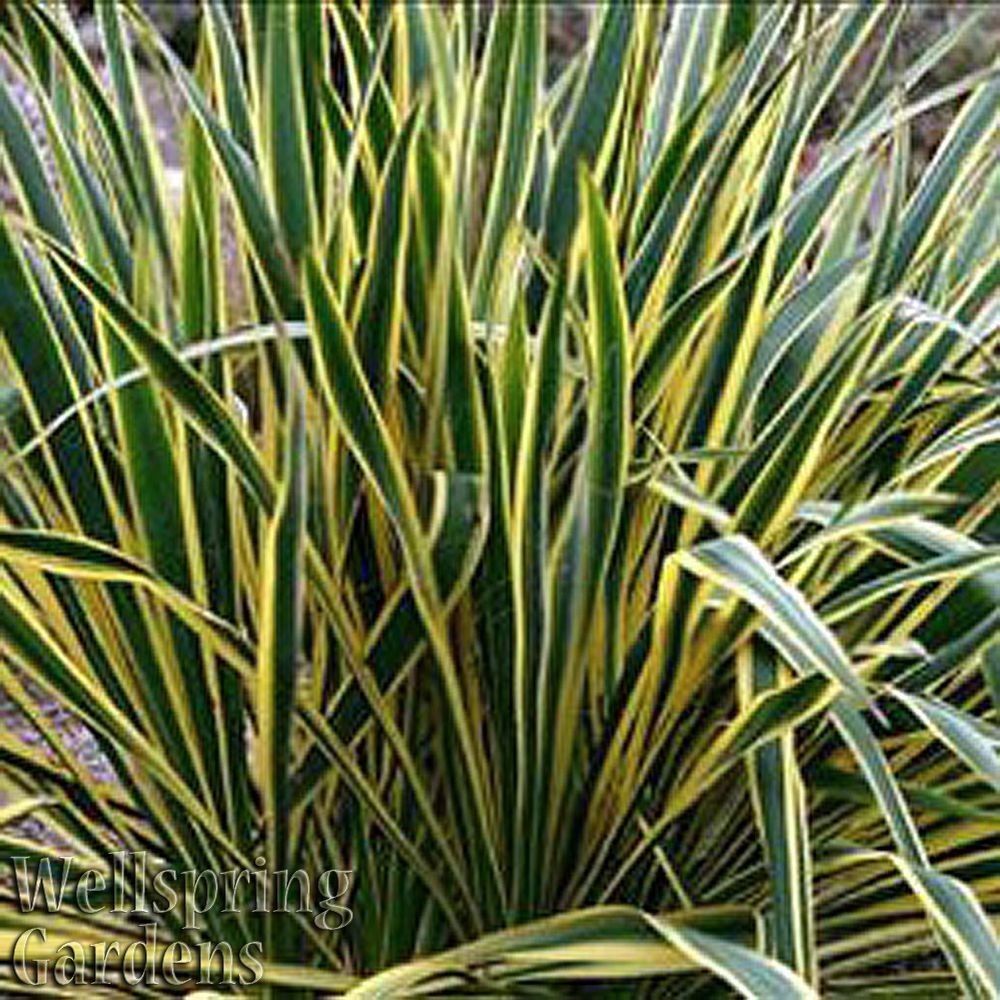 A dense cluster of long, pointed green leaves with yellow edges—typical of the Bright Edge Yucca (Yucca filamentosa)—grows together. "Wellspring Gardens" is displayed in the bottom left corner.