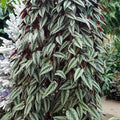 The Cissus discolor Rex Begonia Vine from Wellspring Gardens features glossy, silver-striped green leaves that cascade beautifully—making it a striking tropical houseplant for any indoor jungle.