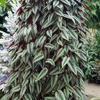 The Cissus discolor Rex Begonia Vine from Wellspring Gardens features glossy, silver-striped green leaves that cascade beautifully—making it a striking tropical houseplant for any indoor jungle.