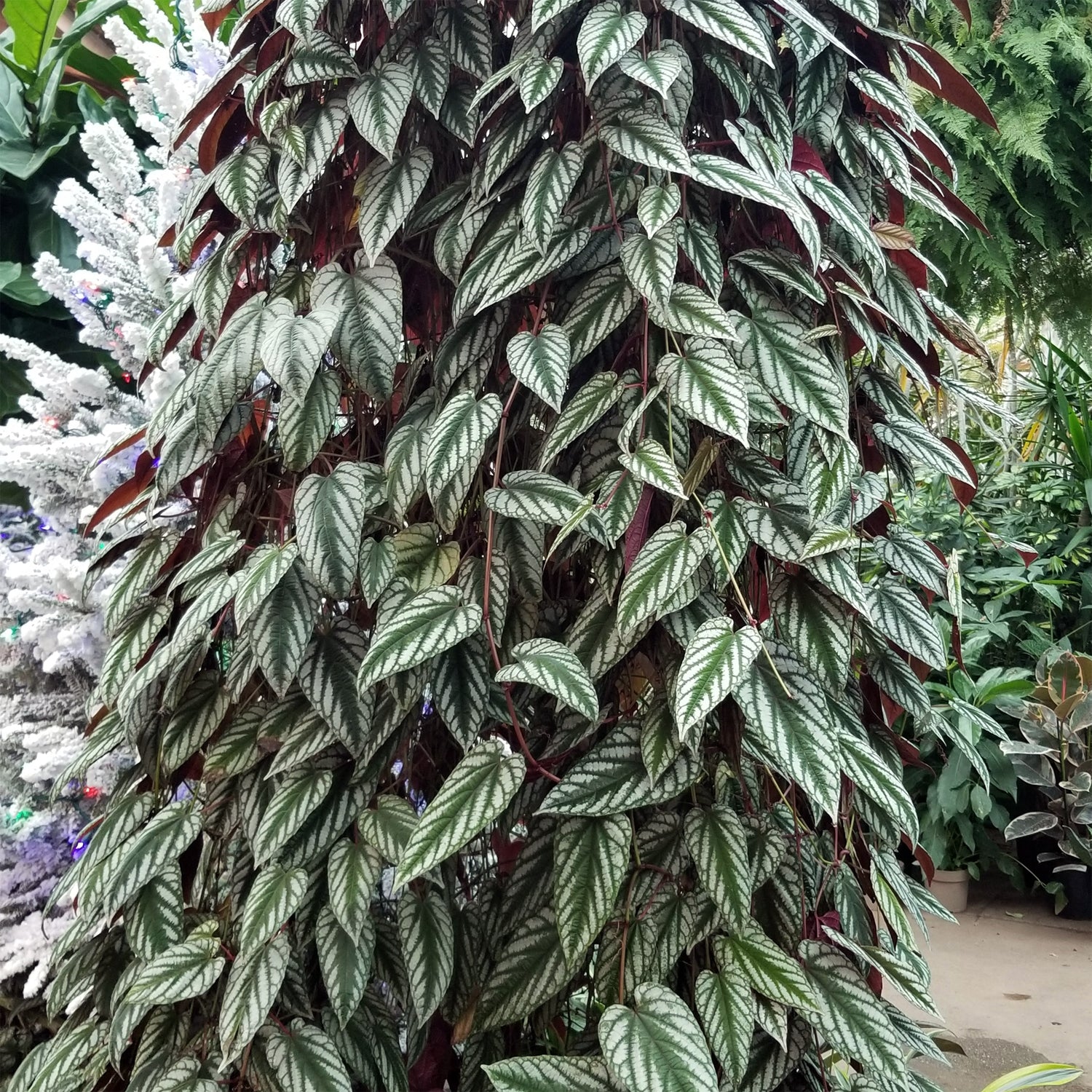 Cissus discolor Rex Begonia Vine - Cissus discolor