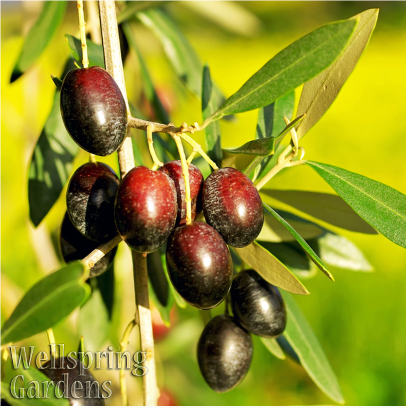A close-up of a branch with clusters of ripe, dark purple and black Picual olives among green leaves, set against a blurred yellow-green background. The text Wellspring Gardens appears in the lower left corner.