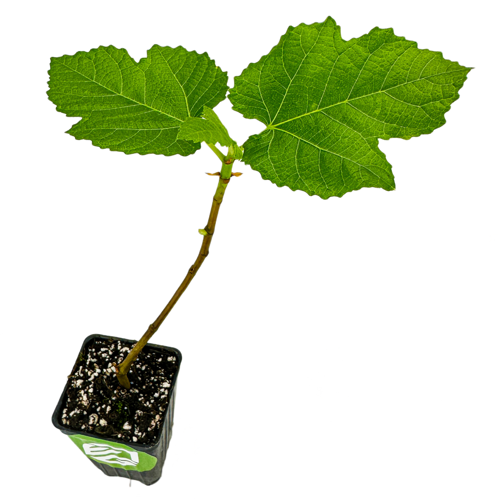 Yellow Long Neck Fig - Ficus carica