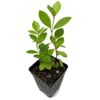 A Wellspring Gardens Cattley Guava (Strawberry Guava) - Psidium littorale cattleianum plant, featuring oval leaves and multiple stems, comes in a small black plastic pot—an ideal tropical fruit or hedge addition.