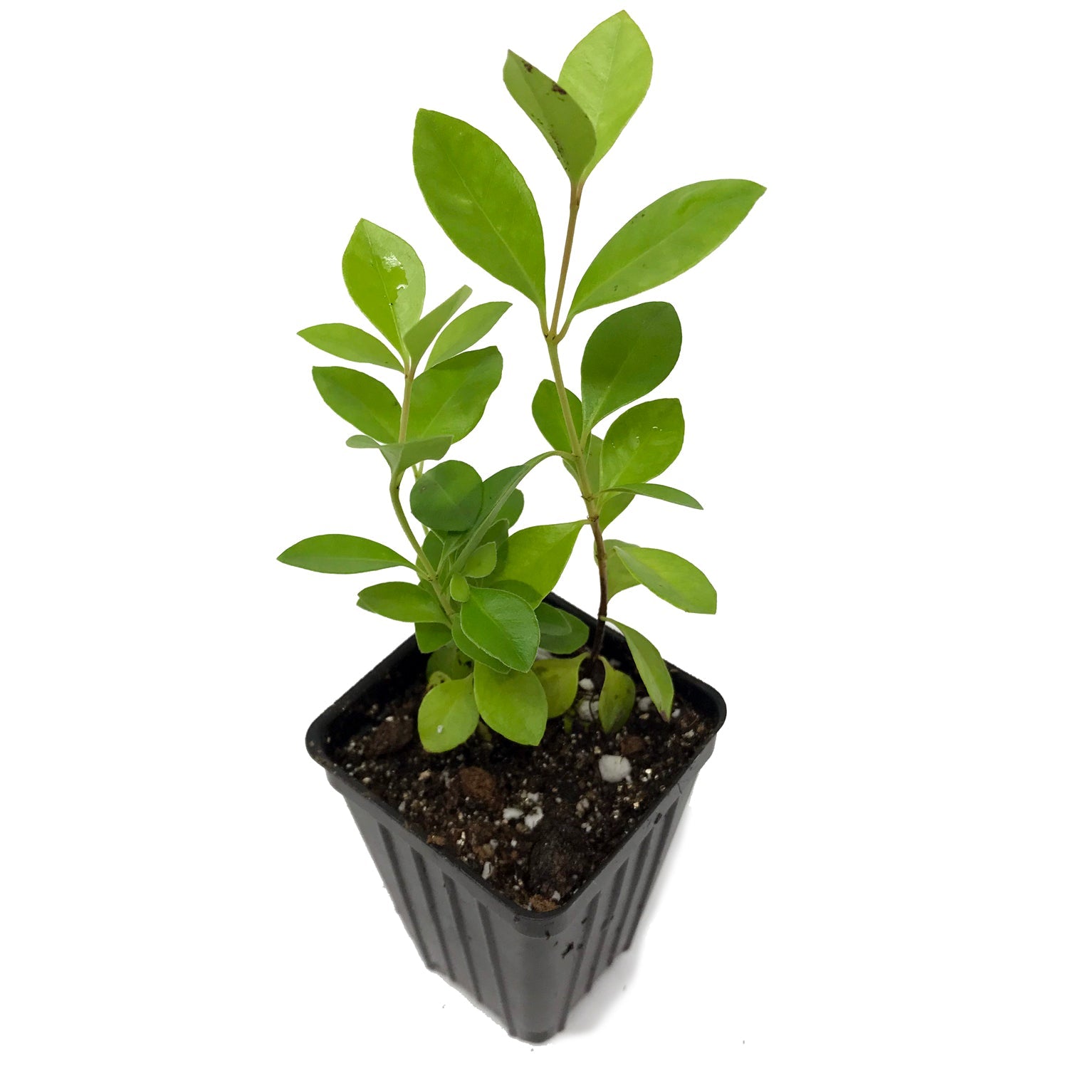 A Wellspring Gardens Cattley Guava (Strawberry Guava) - Psidium littorale cattleianum plant, featuring oval leaves and multiple stems, comes in a small black plastic pot—an ideal tropical fruit or hedge addition.