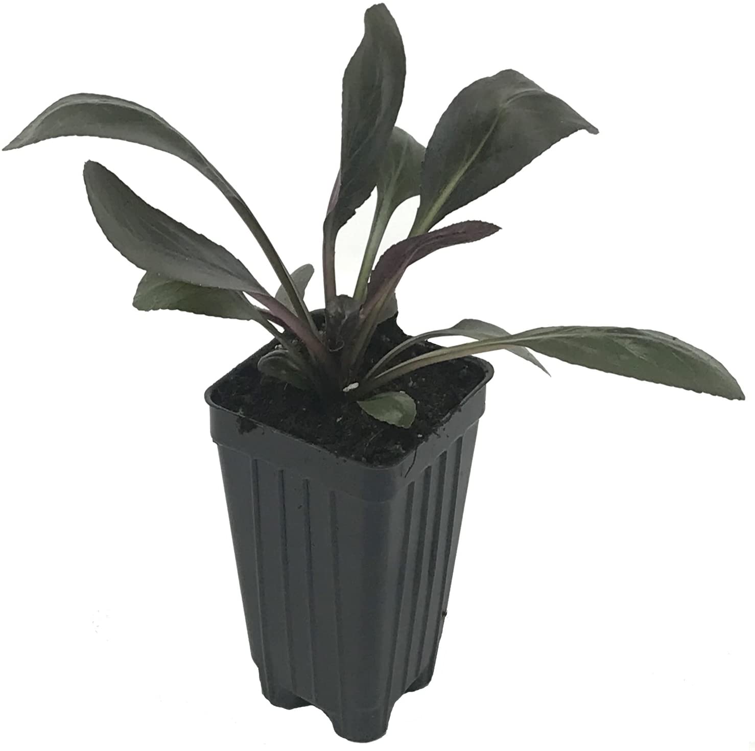 Pink Monet Moment Cardinal Flower - Lobelia cardinalis