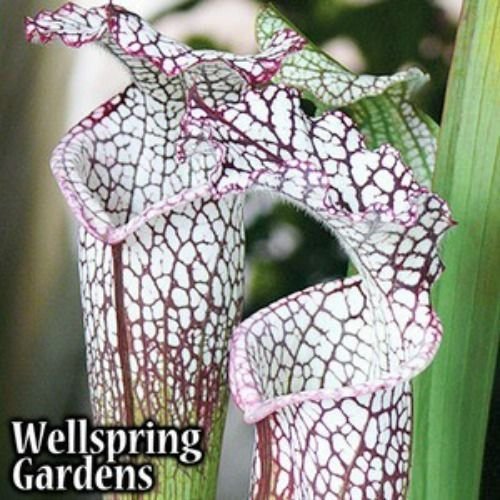Tarnok Carnivorous Pitcher Plant - Sarracenia