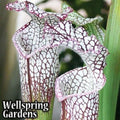 Close-up of two Tarnok Carnivorous Pitcher Plants (Sarracenia) by Wellspring Gardens, displaying ruffled purple-veined edges against a backdrop of lush green leaves—an ideal garden centerpiece.