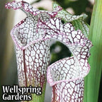 Close-up of two Tarnok Carnivorous Pitcher Plants (Sarracenia) by Wellspring Gardens, displaying ruffled purple-veined edges against a backdrop of lush green leaves—an ideal garden centerpiece.