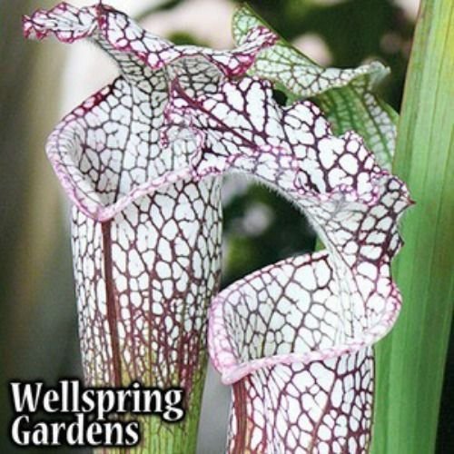 Close-up of two Tarnok Carnivorous Pitcher Plants (Sarracenia) by Wellspring Gardens, displaying ruffled purple-veined edges against a backdrop of lush green leaves—an ideal garden centerpiece.