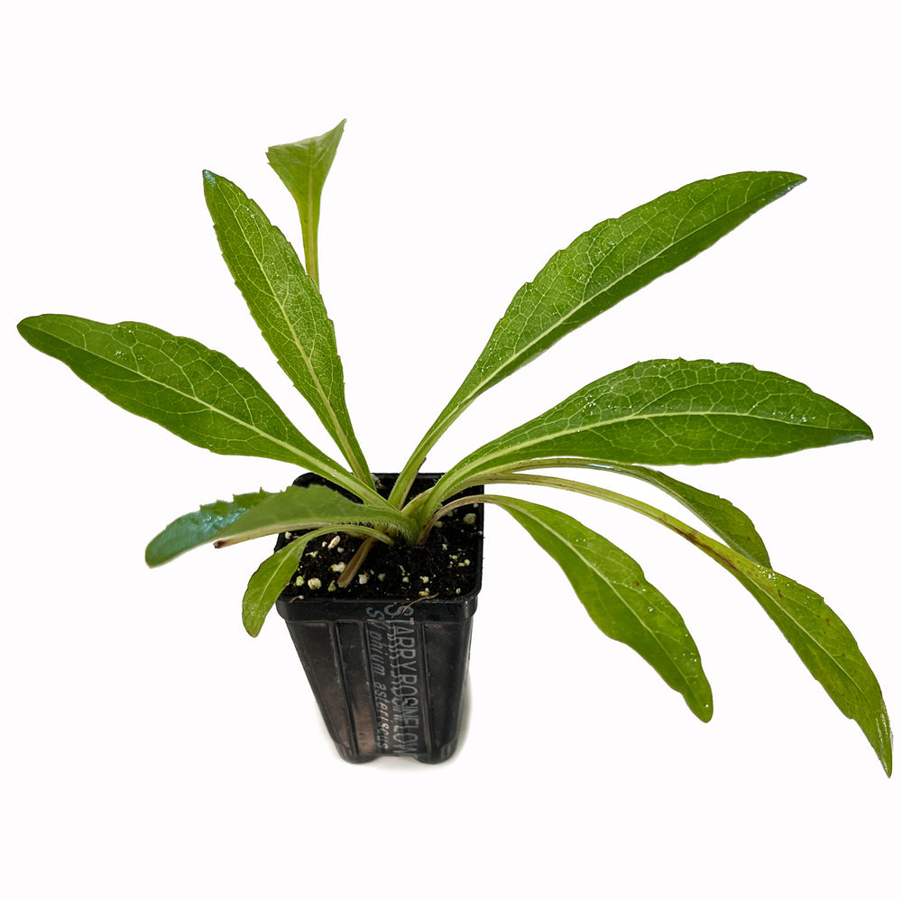 Starry Rosinflower (Rosinweed) - Silphicum asteriscus