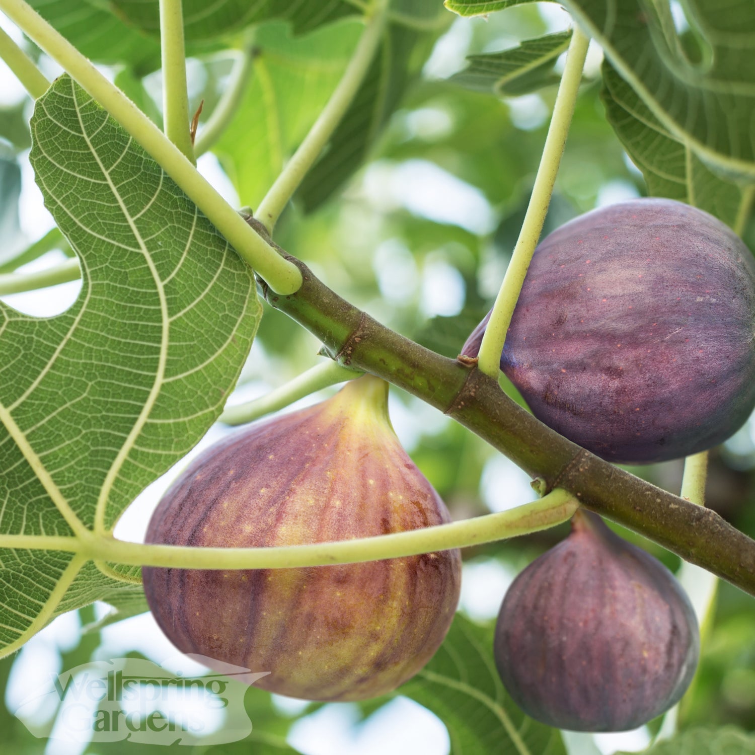 Olympian Fig - Ficus carica