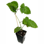 A Triple Crown Blackberry (Rubus) plant from Wellspring Gardens, with serrated green leaves, grows in a black plastic pot of soil supported by a wooden stick, set against a white background.