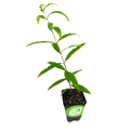 A young Shirin Pust Ghermez Saveh Pomegranate (Punica granatum) plant from Wellspring Gardens grows in a small black plastic pot with soil, set against a white background.
