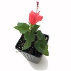 A small Wellspring Gardens Turk's Cap (Malvaviscus arboreus) with green leaves and a single red flower blooms in a black plastic pot, drought tolerant and perfect for adding vibrant color to any space.