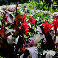 Scarlet red blooms of the Tropicanna Black Canna Lily by Wellspring Gardens dazzle among dark purple leaves, creating a bold contrast to surrounding green foliage and soft purple flowers in your sunlit garden.