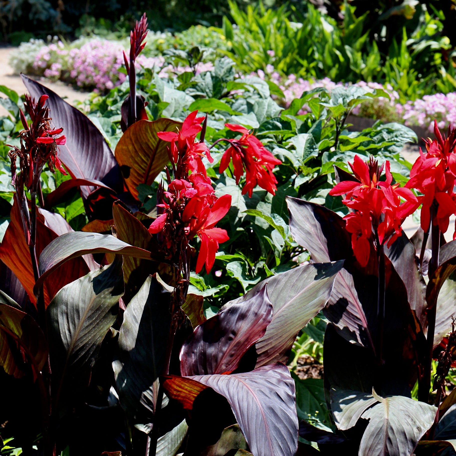Scarlet red blooms of the Tropicanna Black Canna Lily by Wellspring Gardens dazzle among dark purple leaves, creating a bold contrast to surrounding green foliage and soft purple flowers in your sunlit garden.