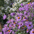 Clusters of vibrant purple-pink Climbing Aster - Ampelaster carolinianus flowers from Wellspring Gardens bloom among white blossoms, while a bee collects nectar under the sunlight.