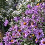 Clusters of vibrant purple-pink Climbing Aster - Ampelaster carolinianus flowers from Wellspring Gardens bloom among white blossoms, while a bee collects nectar under the sunlight.
