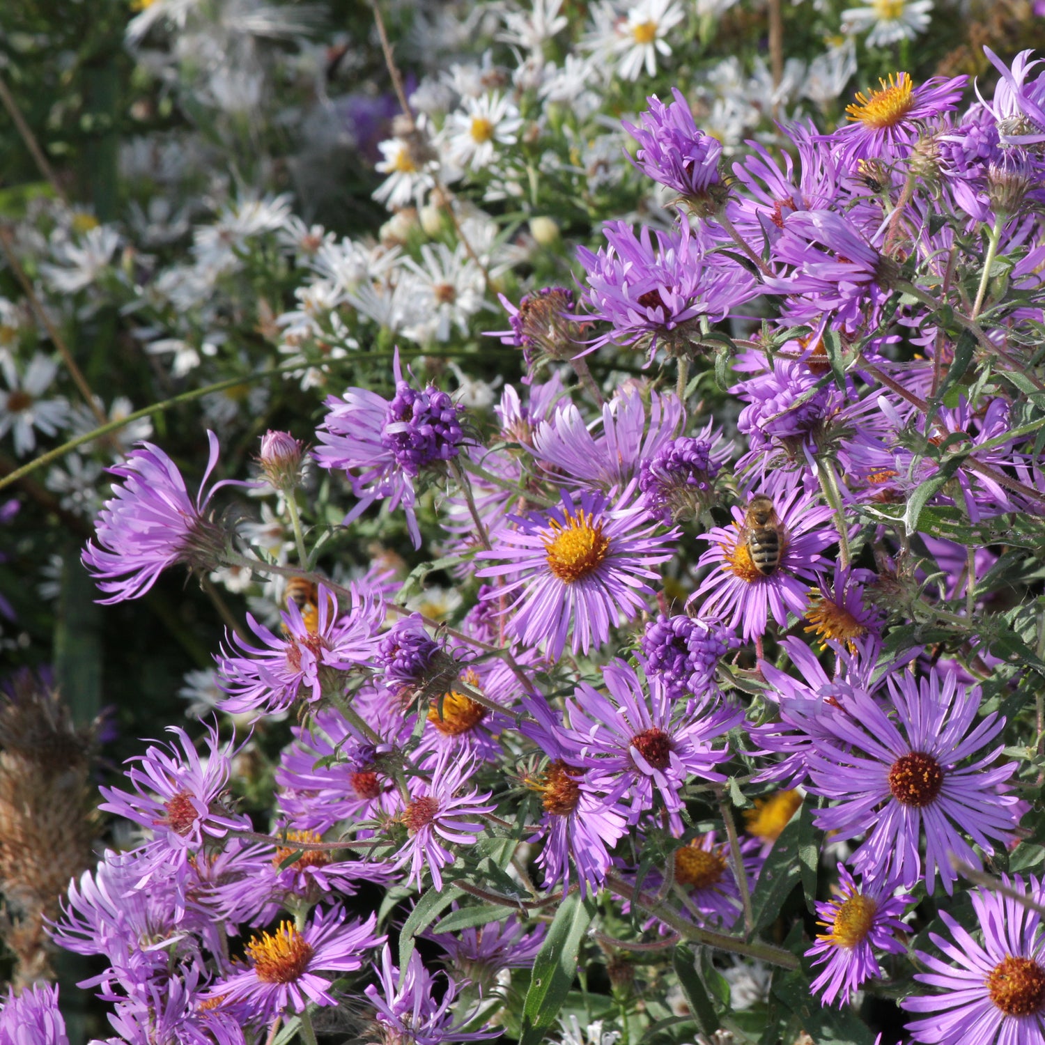 Clusters of vibrant purple-pink Climbing Aster - Ampelaster carolinianus flowers from Wellspring Gardens bloom among white blossoms, while a bee collects nectar under the sunlight.