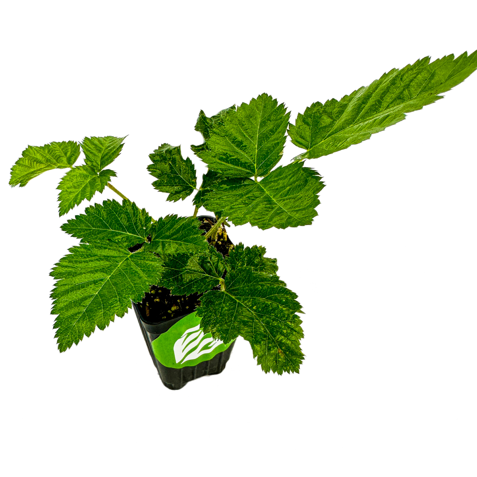 Rubus 'Prime-Ark'® 45 Blackberry - Rubus