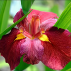 Louisiana Iris 'Ann Chowning' by Wellspring Gardens features vibrant wine-colored, velvety flowers with yellow centers and ruffled edges, surrounded by long green leaves. This native American wildflower adds bold color to any garden.