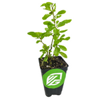 A small Goji Berry (Lycium barbarum) plant by Wellspring Gardens grows in soil within a black pot featuring a green sticker with a white stylized "VG" logo, set against a plain white background.