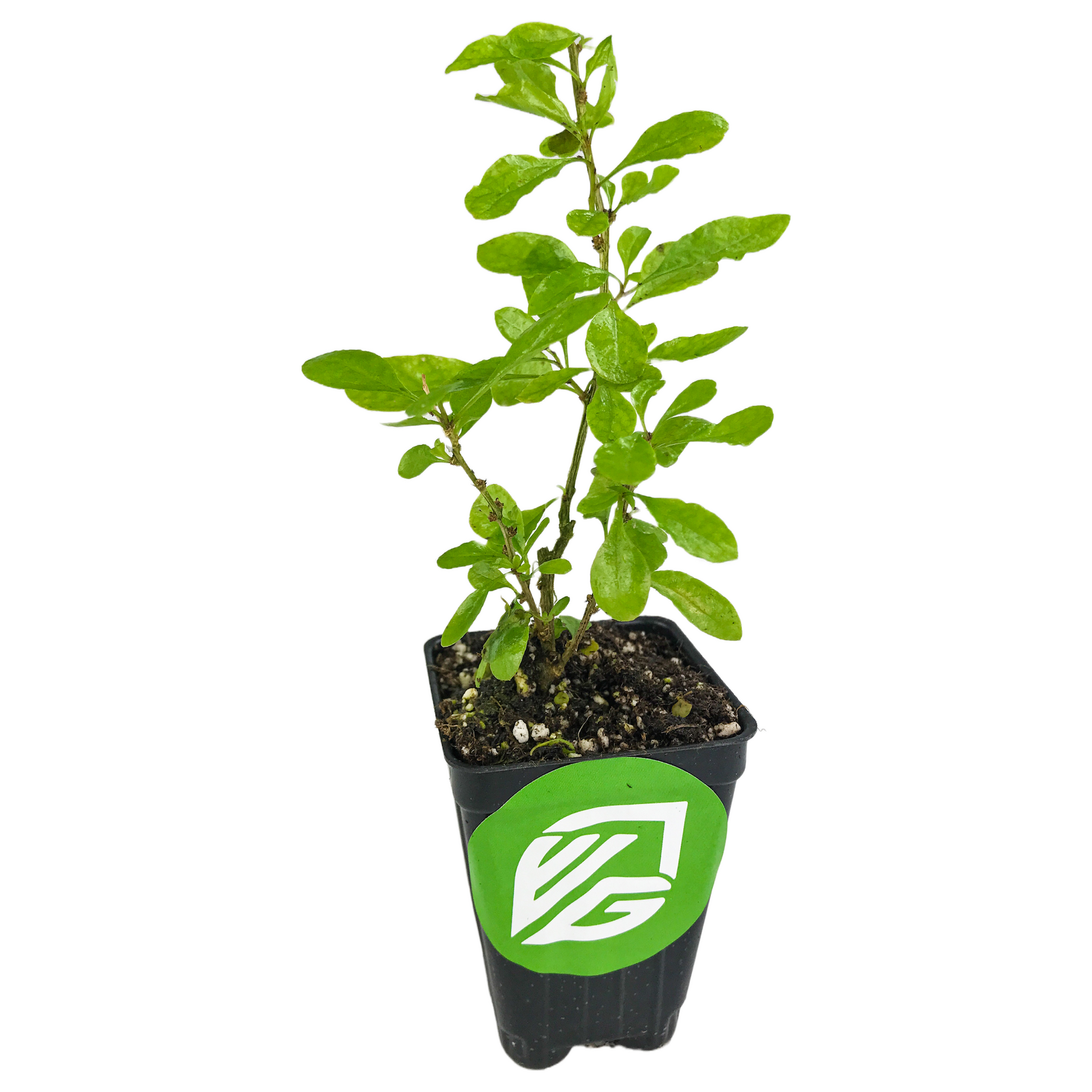 Goji Berry - Lycium barbarum