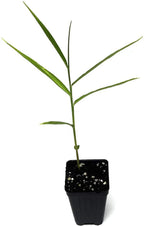 A young White Turmeric Ginger (Curcuma zedoaria) plant by Wellspring Gardens, with slender green leaves, grows upright in a small black plastic pot filled with soil against a white background.