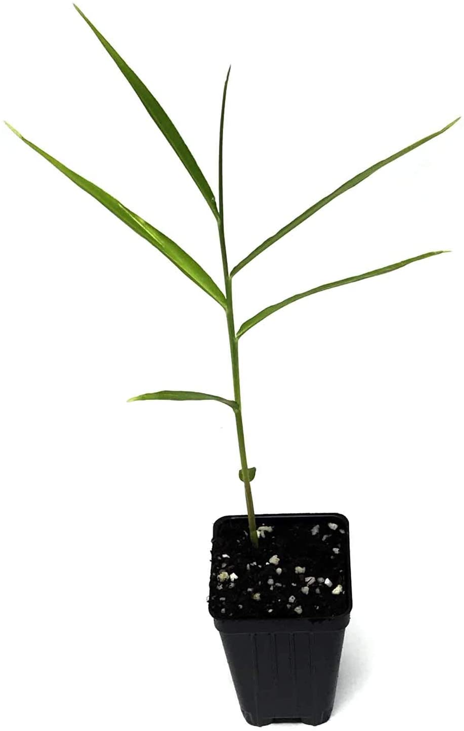 A young White Turmeric Ginger (Curcuma zedoaria) plant by Wellspring Gardens, with slender green leaves, grows upright in a small black plastic pot filled with soil against a white background.