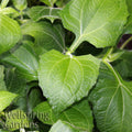 Close-up of vibrant green leaves with serrated edges and pronounced veins from the Golden Yacon Pear of the Earth (Smallanthus sonchifolius). “Wellspring Gardens” is shown in light text in the lower left corner.