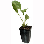 A young Rudbeckia maxima (Great Coneflower) plant by Wellspring Gardens, with green leaves, grows in a small black plastic pot filled with soil against a white background.