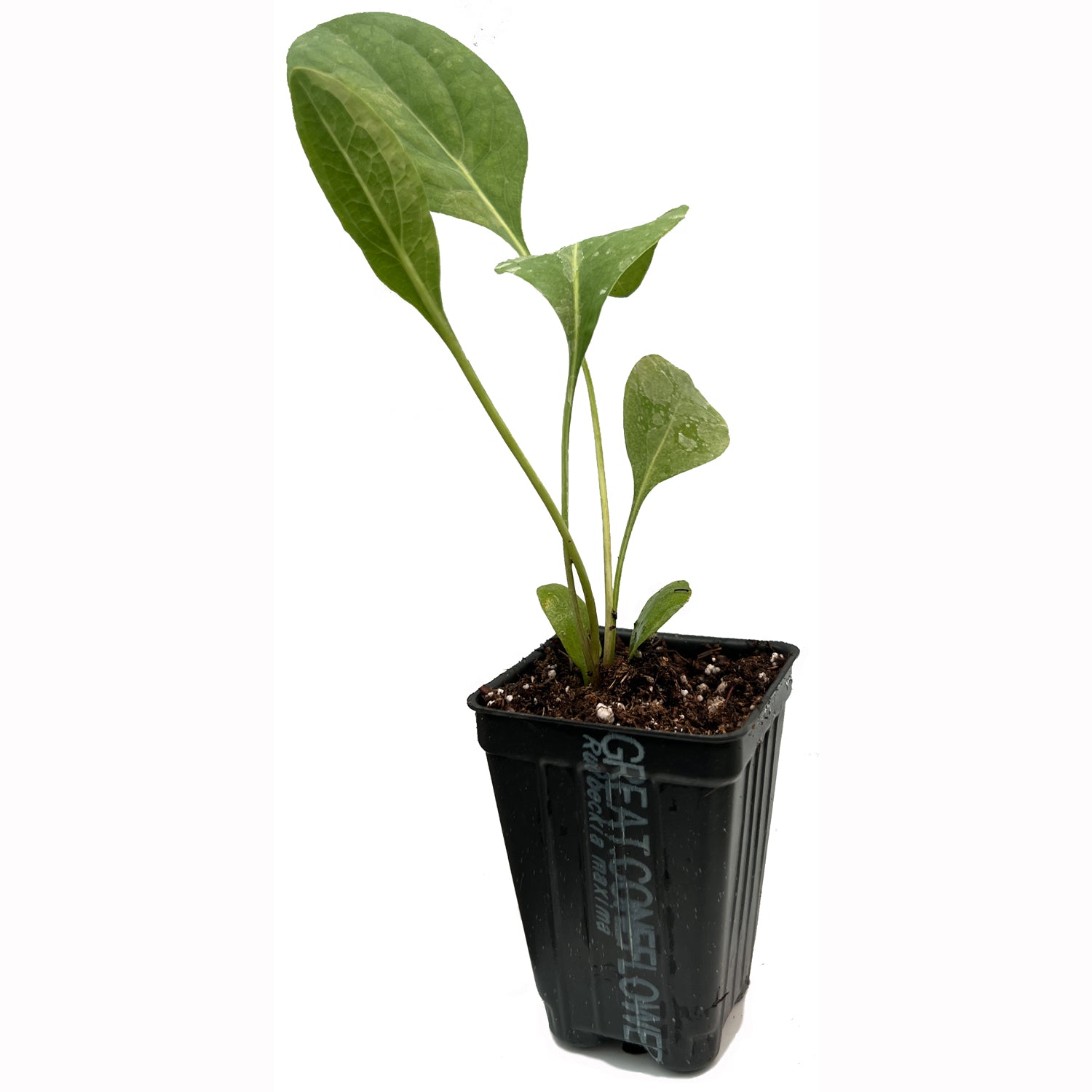 A young Rudbeckia maxima (Great Coneflower) plant by Wellspring Gardens, with green leaves, grows in a small black plastic pot filled with soil against a white background.