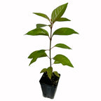 A young Cephalanthus occidentalis (Buttonbush) from Wellspring Gardens, with several leaves on a slender stem, potted in a small black plastic container and displayed against a white background.