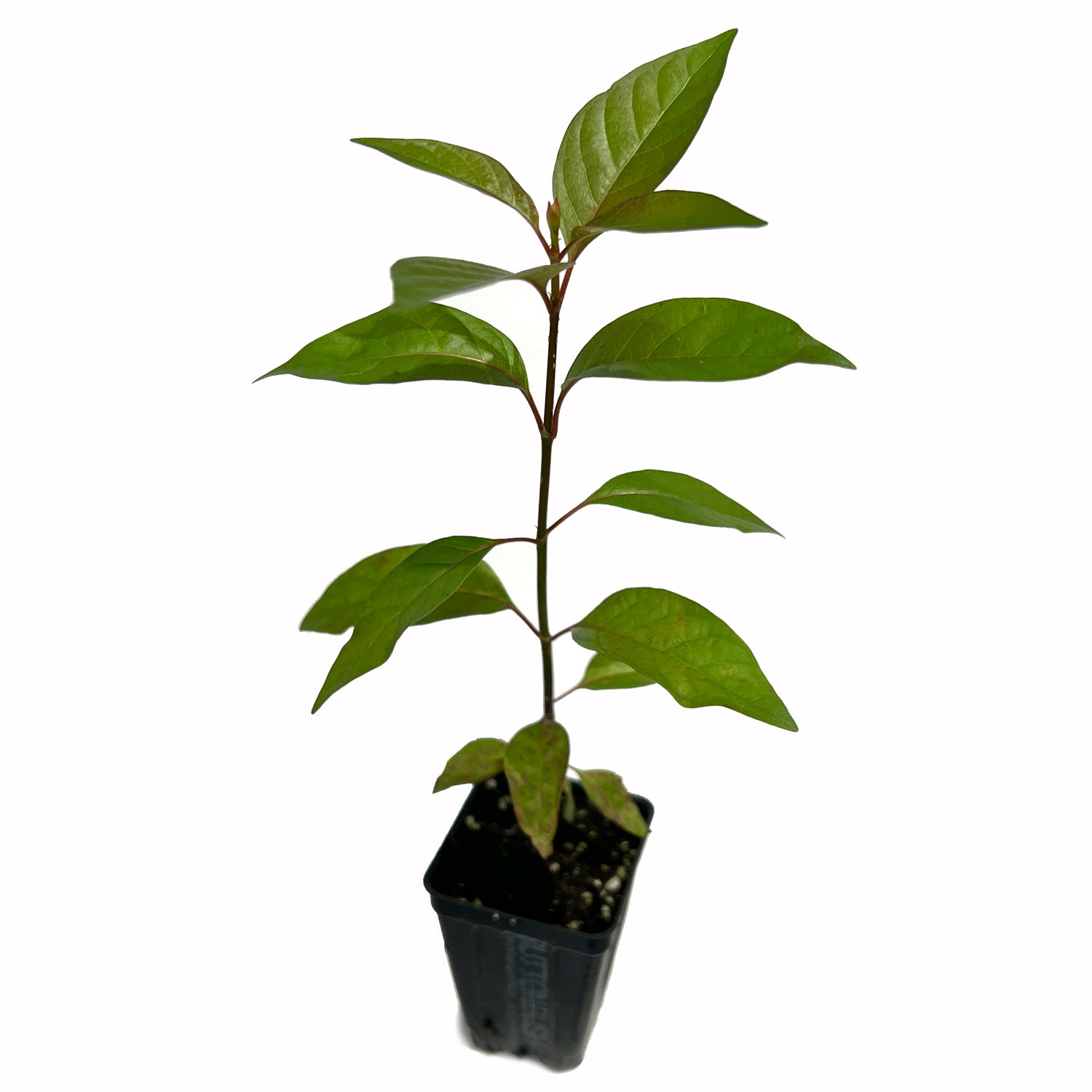 A young Cephalanthus occidentalis (Buttonbush) from Wellspring Gardens, with several leaves on a slender stem, potted in a small black plastic container and displayed against a white background.