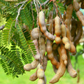 Clusters of ripe Tamarindus indica pods hang from the shade tree's branches, with green, feathery leaves in the background.