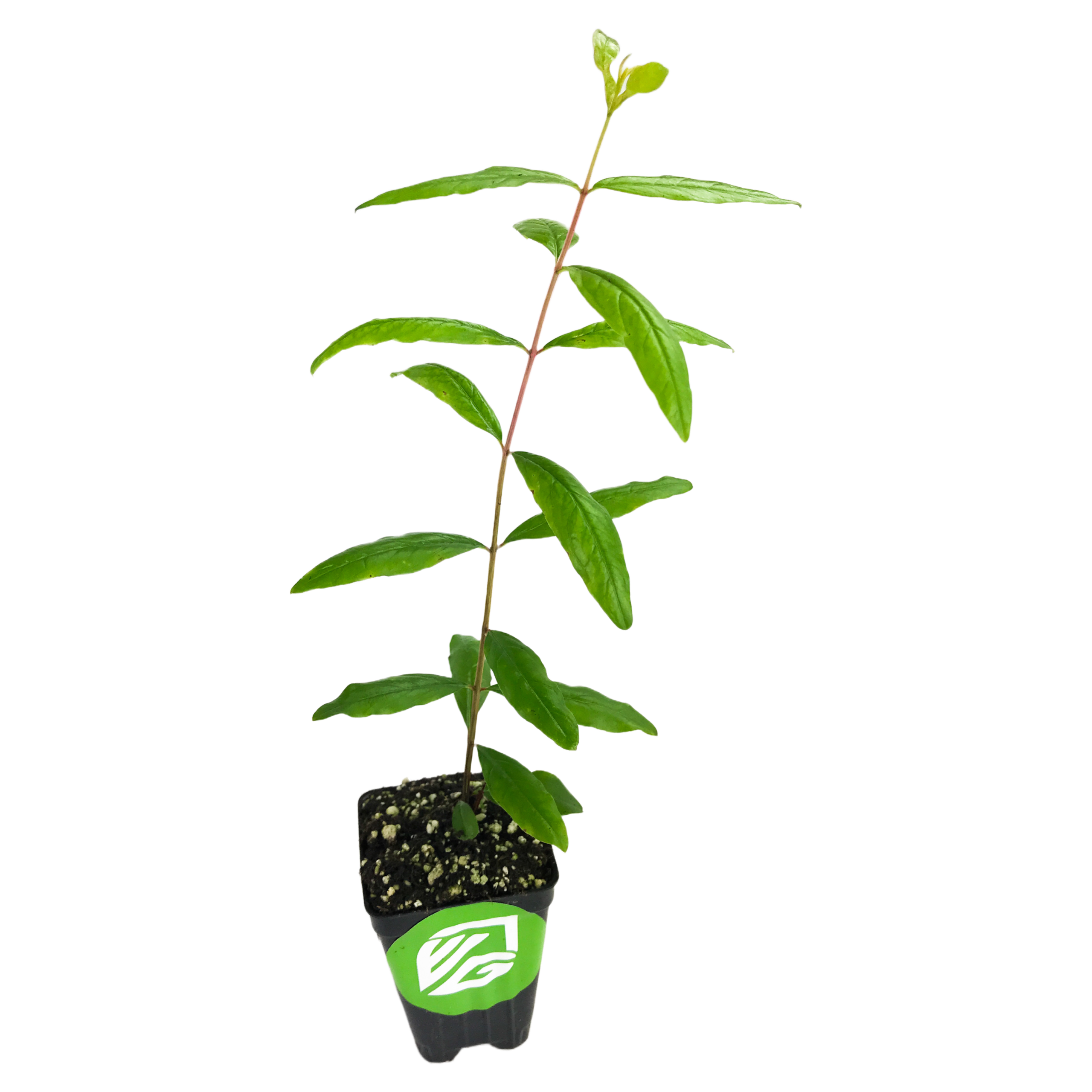 An Azadi Pomegranate (Punica granatum) young tree by Wellspring Gardens grows in loamy soil in a small black pot with a green sticker showing a white hand and leaf logo, ideal for container gardening, on a white background.