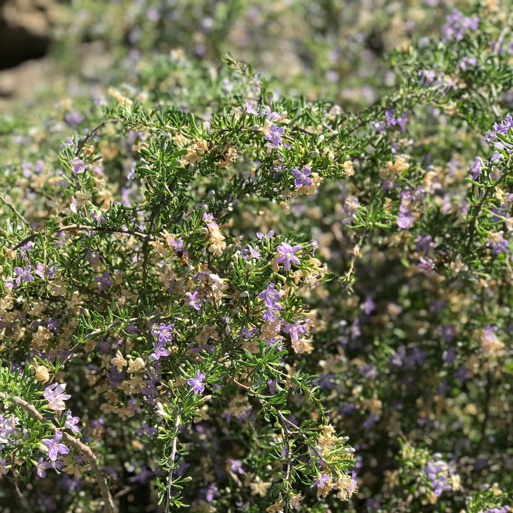 Christmas Berry - Lycium carolinianum
