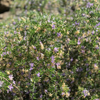 Close-up of Christmas Berry - Lycium carolinianum by Wellspring Gardens, a Southeastern native shrub with small green leaves and clusters of delicate purple and pale yellow flowers, sunlit with more foliage and blooms in the background.