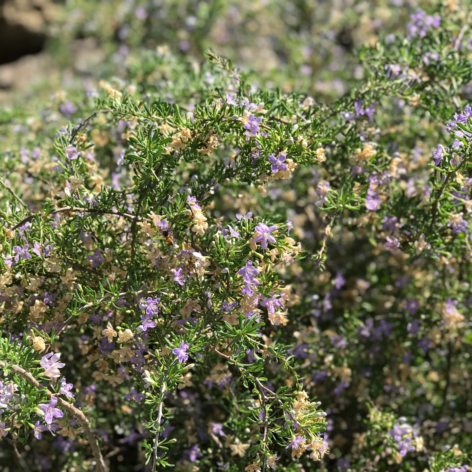 Close-up of Christmas Berry - Lycium carolinianum by Wellspring Gardens, a Southeastern native shrub with small green leaves and clusters of delicate purple and pale yellow flowers, sunlit with more foliage and blooms in the background.