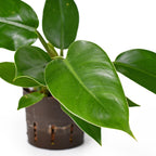 A close-up of the Wellspring Gardens Philodendron Imperial Green shows its large, glossy leaves in a black plastic pot with vertical drainage slits, set against a white background.
