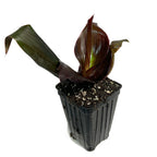 A small Tropicanna Black Canna Lily by Wellspring Gardens, featuring shiny dark green and burgundy leaves in a black plastic pot with visible soil and perlite, set against a white background.