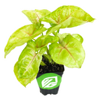 A Syngonium Mango Allusion Arrowhead (Syngonium podophyllum) from Wellspring Gardens, with light green leaves and pale pink veins, in a small black pot with a green and white logo—perfect for your indoor plant collection.