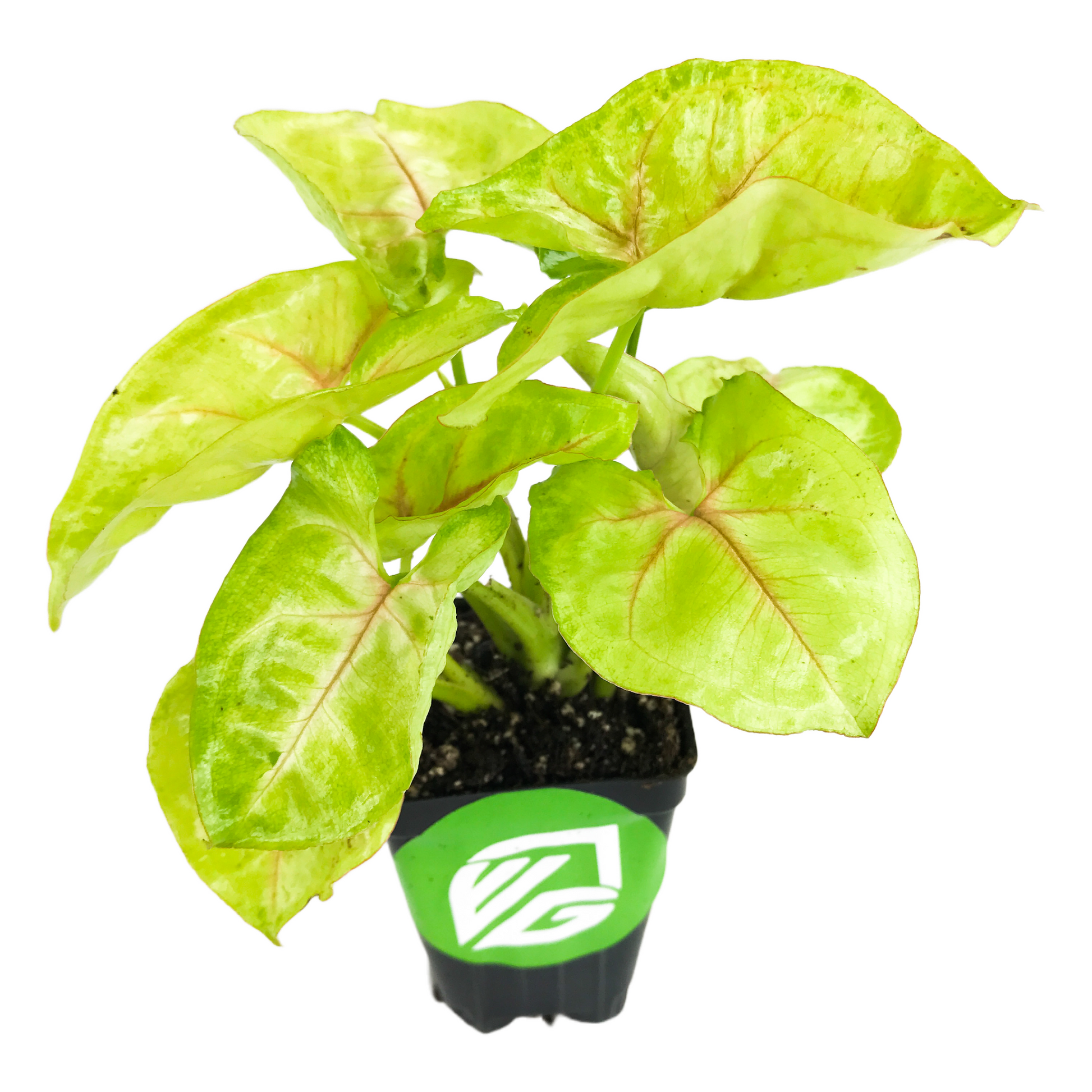 Syngonium Mango Allusion Arrowhead - Syngonium podophyllum